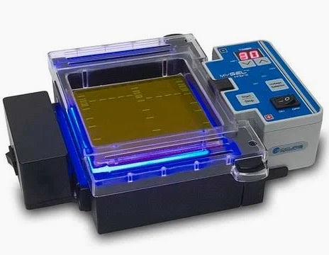 Electrophoresis, Gels & Ladders
