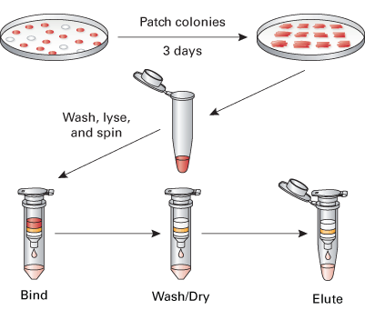 Easy Yeast Plasmid Isolation Kit 630467 - Protein research - Takara Bio