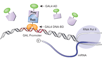 Y2HGold Yeast Strain 630498 - Protein research - Takara Bio