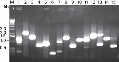 Advantage® 2 PCR Kit 639207 - Protein research - Takara Bio