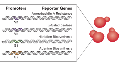 Y2HGold Yeast Strain 630498 - Protein research - Takara Bio