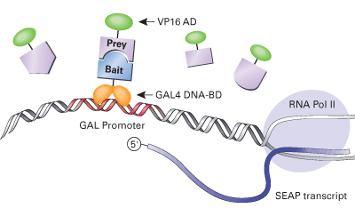 Matchmaker® Mammalian Assay Kit 2 630305 - Protein research - Takara Bio