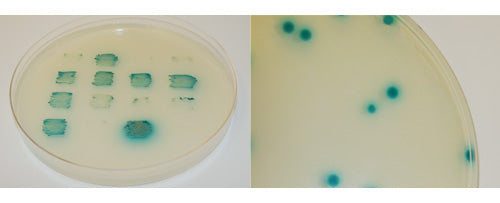 X-alpha-Gal 630463 - Protein research - Takara Bio