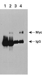 pEF1alpha-HA Vector 631992 - Protein research - Takara Bio