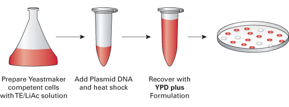 Yeastmaker™ Yeast Transformation System 2 630439 - Protein research - Takara Bio