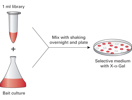 Mate & Plate™ Library - Universal Arabidopsis (Normalized) 630487 - Protein research - Takara Bio