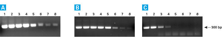 SMARTScribe™ Reverse Transcriptase 639538 - mRNA and cDNA synthesis - Takara Bio
