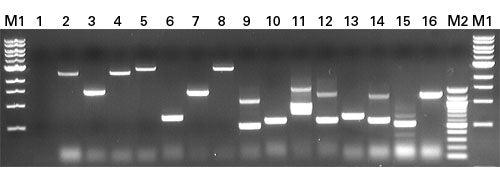 Matchmaker® Insert Check PCR Mix 2 630497 - Protein research - Takara Bio