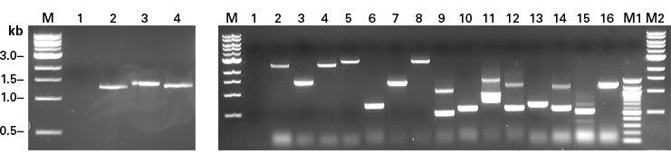 Matchmaker® Insert Check PCR Mix 1 630496 - Protein research - Takara Bio