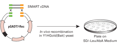 Matchmaker® Insert Check PCR Mix 1 630496 - Protein research - Takara Bio