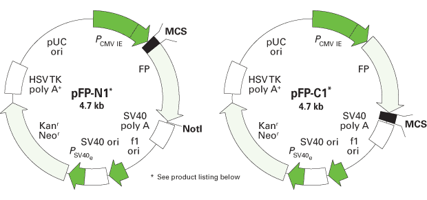 pPAmCherry-Mem Vector 632588 - Gene function - Takara Bio