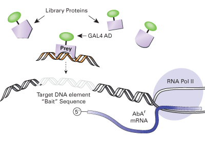 Matchmaker® Insert Check PCR Mix 1 630496 - Protein research - Takara Bio