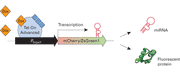 Mir-X™ Inducible miRNA System (Green) 631120 - Gene function - Takara Bio