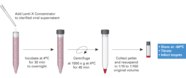 Lenti-X™ Concentrator 631232 - Gene function - Takara Bio