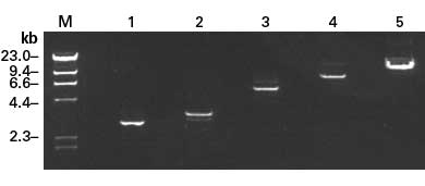 High Fidelity PCR EcoDry™ Premix 639282 - PCR - Takara Bio