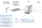 Mir-X™ miRNA qRT-PCR TB Green® Kit 638316 - Gene function - Takara Bio