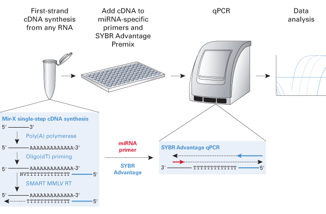 Mir-X™ miRNA qRT-PCR TB Green® Kit 638316 - Gene function - Takara Bio
