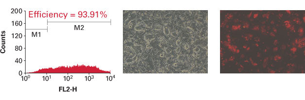 Xfect™ mESC Transfection Reagent 631320 - Gene function - Takara Bio