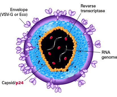 Lenti-X™ p24 Rapid Titer Kit 632200 - Gene function - Takara Bio