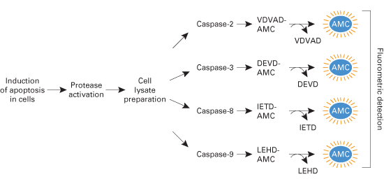 ApoAlert™ Caspase-9/6 Fluorescent Assay Kit 630212 - Gene function - Takara Bio