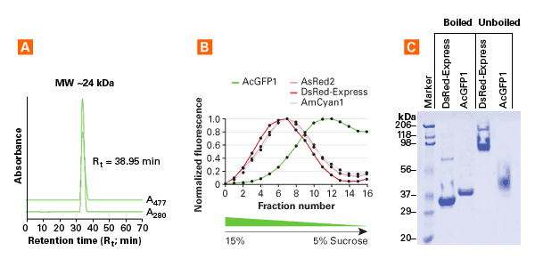 pAutophagSENSE Vector 632583 - Gene function - Takara Bio