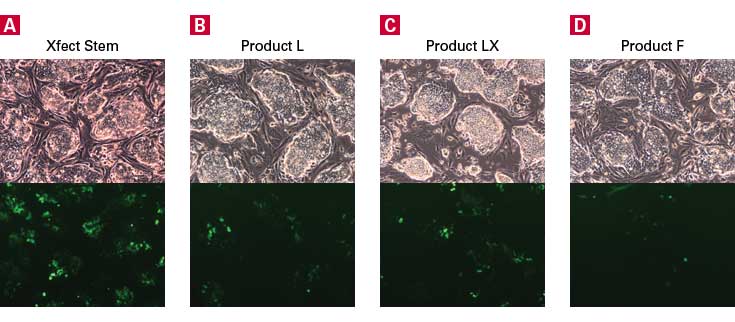 Xfect™ mESC Transfection Reagent 631320 - Gene function - Takara Bio