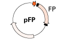 pPAmCherry-Mem Vector 632588 - Gene function - Takara Bio