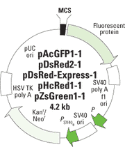 pDsRed-Express2-C1 Vector 632538 - Gene function - Takara Bio