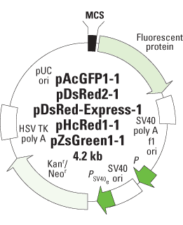 pDsRed-Express2-C1 Vector 632538 - Gene function - Takara Bio