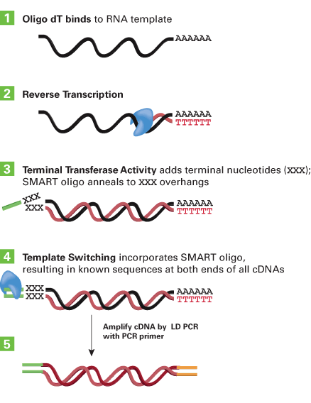 Advantage® 2 PCR Kit 639207 - Protein research - Takara Bio