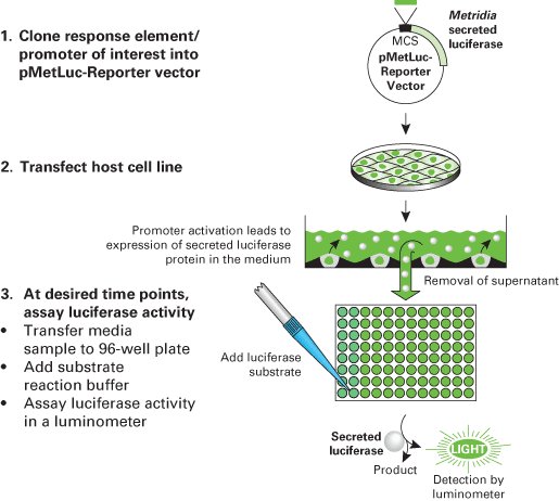 Ready-To-Glow™ Secreted Luciferase Reporter Assay 631726 - Gene function - Takara Bio