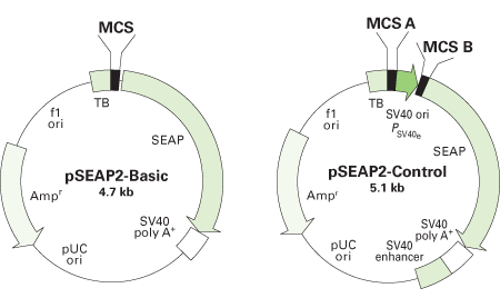 Ready-To-Glow™ Dual Secreted Reporter Assay 631734 - Gene function - Takara Bio