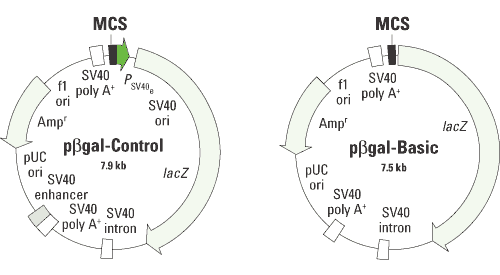 pCMV-LacZ Vector 631719 - Gene function - Takara Bio