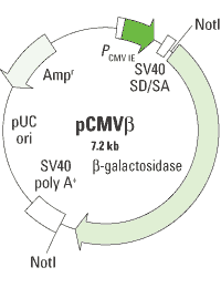 pCMV-LacZ Vector 631719 - Gene function - Takara Bio