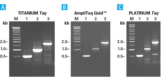 Mouse Lung Marathon®-Ready cDNA 639411 - mRNA and cDNA synthesis - Takara Bio