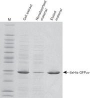 TALON® Superflow Metal Affinity Resin 635670 - Protein research - Takara Bio