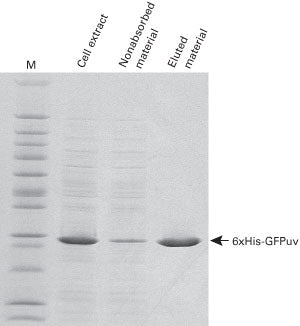 TALON® Superflow Metal Affinity Resin 635670 - Protein research - Takara Bio