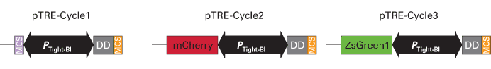 pTRE-Cycle2 Vector 631116 - Gene function - Takara Bio