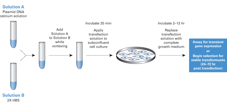 CalPhos™ Mammalian Transfection Kit 631312 - Gene function - Takara Bio