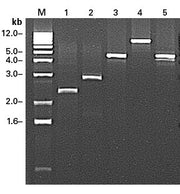 Mouse Lung Marathon®-Ready cDNA 639411 - mRNA and cDNA synthesis - Takara Bio