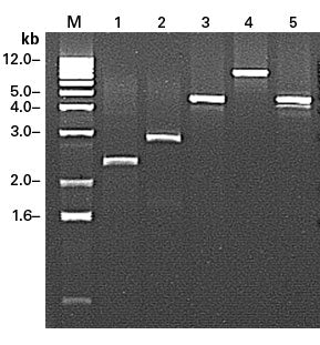 Mouse Lung Marathon®-Ready cDNA 639411 - mRNA and cDNA synthesis - Takara Bio