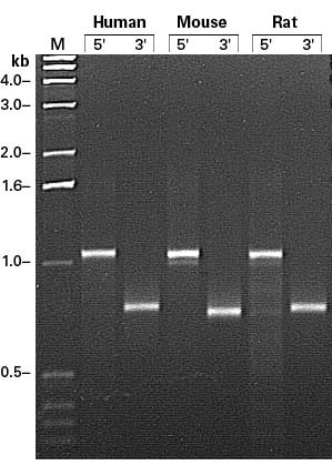 Mouse Lung Marathon®-Ready cDNA 639411 - mRNA and cDNA synthesis - Takara Bio