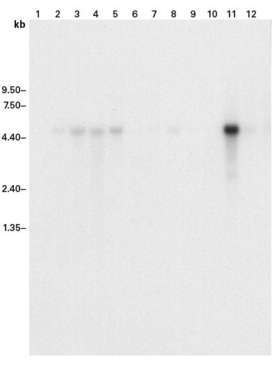 ExpressHyb™ Hybridization Solution 636833 - mRNA and cDNA synthesis - Takara Bio