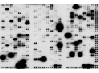 ExpressHyb™ Hybridization Solution 636833 - mRNA and cDNA synthesis - Takara Bio