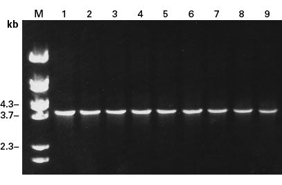Diversify™ PCR Random Mutagenesis Kit 630703 - Cloning - Takara Bio