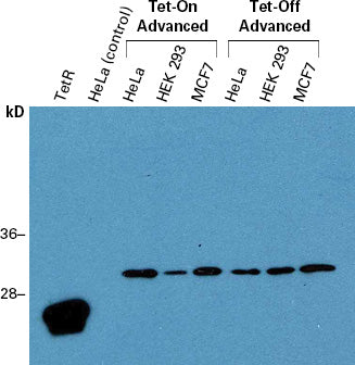 TetR Monoclonal Antibody (Clone 9G9) 631132 - Gene function - Takara Bio