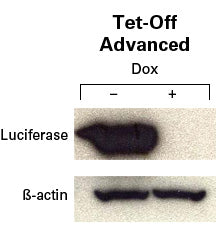HEK 293 Tet-Off® Advanced Cell Line 631152 - Gene function - Takara Bio