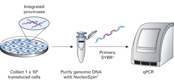 Lenti-X™ Provirus Quantitation Kit 631239 - Gene function - Takara Bio