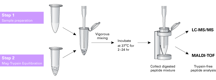 Mag-Trypsin 635646 - Protein research - Takara Bio