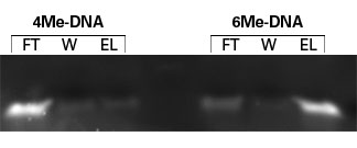 MPG® Streptavidin 6124A - Gene function - Takara Bio